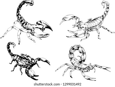 vector drawings sketches different insects bugs Scorpions spiders drawn in ink by hand , objects with no background