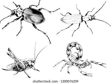 vector drawings sketches different insects bugs Scorpions spiders drawn in ink by hand , objects with no background