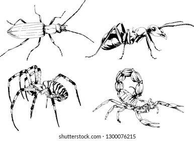 vector drawings sketches different insects bugs Scorpions spiders drawn in ink by hand , objects with no background
