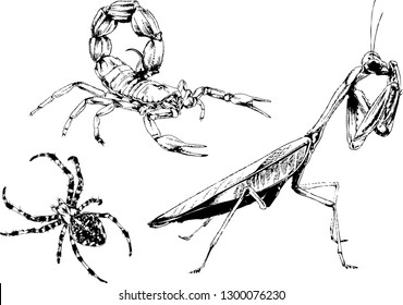 vector drawings sketches different insects bugs Scorpions spiders drawn in ink by hand , objects with no background