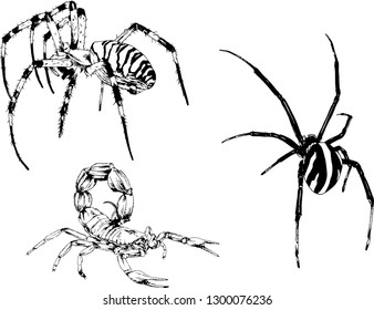 vector drawings sketches different insects bugs Scorpions spiders drawn in ink by hand , objects with no background