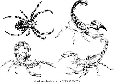 vector drawings sketches different insects bugs Scorpions spiders drawn in ink by hand , objects with no background