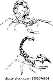 vector drawings sketches different insects bugs Scorpions spiders drawn in ink by hand , objects with no background