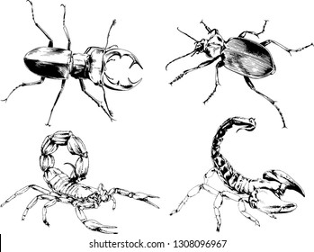 vector drawings sketches different insects bugs Scorpions spiders drawn in ink by hand , objects with no background