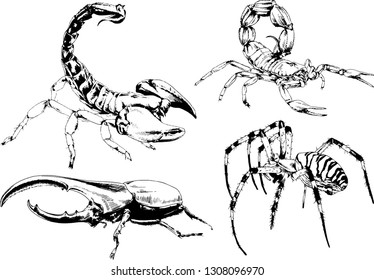 vector drawings sketches different insects bugs Scorpions spiders drawn in ink by hand , objects with no background