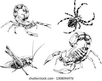 vector drawings sketches different insects bugs Scorpions spiders drawn in ink by hand , objects with no background
