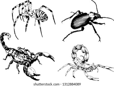 vector drawings sketches different insects bugs Scorpions spiders drawn in ink by hand , objects with no background