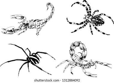 vector drawings sketches different insects bugs Scorpions spiders drawn in ink by hand , objects with no background