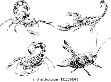 vector drawings sketches different insects bugs Scorpions spiders drawn in ink by hand , objects with no background