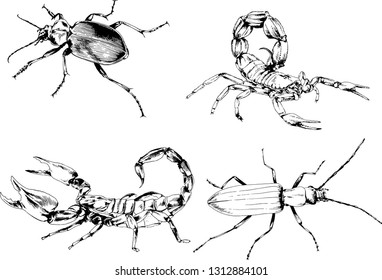 vector drawings sketches different insects bugs Scorpions spiders drawn in ink by hand , objects with no background