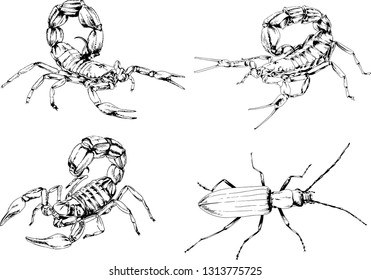 vector drawings sketches different insects bugs Scorpions spiders drawn in ink by hand , objects with no background