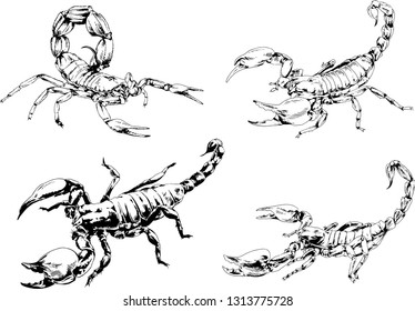 vector drawings sketches different insects bugs Scorpions spiders drawn in ink by hand , objects with no background