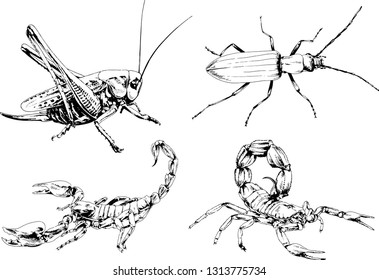 vector drawings sketches different insects bugs Scorpions spiders drawn in ink by hand , objects with no background
