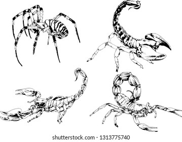 vector drawings sketches different insects bugs Scorpions spiders drawn in ink by hand , objects with no background