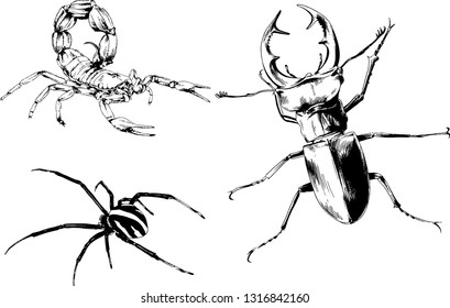 vector drawings sketches different insects bugs Scorpions spiders drawn in ink by hand , objects with no background