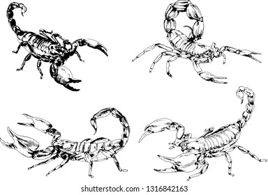 vector drawings sketches different insects bugs Scorpions spiders drawn in ink by hand , objects with no background