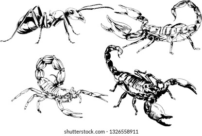 vector drawings sketches different insects bugs Scorpions spiders drawn in ink by hand , objects with no background