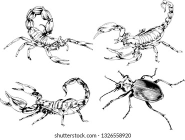 vector drawings sketches different insects bugs Scorpions spiders drawn in ink by hand , objects with no background