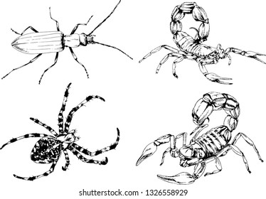 vector drawings sketches different insects bugs Scorpions spiders drawn in ink by hand , objects with no background