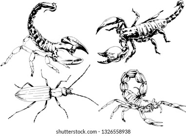 vector drawings sketches different insects bugs Scorpions spiders drawn in ink by hand , objects with no background
