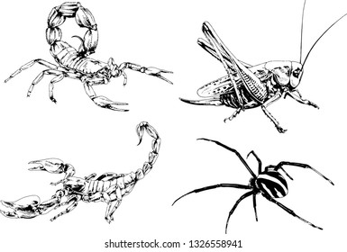vector drawings sketches different insects bugs Scorpions spiders drawn in ink by hand , objects with no background