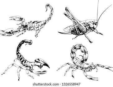 vector drawings sketches different insects bugs Scorpions spiders drawn in ink by hand , objects with no background