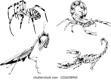 vector drawings sketches different insects bugs Scorpions spiders drawn in ink by hand , objects with no background