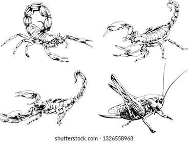 vector drawings sketches different insects bugs Scorpions spiders drawn in ink by hand , objects with no background