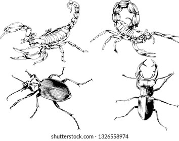 vector drawings sketches different insects bugs Scorpions spiders drawn in ink by hand , objects with no background