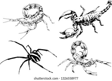 vector drawings sketches different insects bugs Scorpions spiders drawn in ink by hand , objects with no background