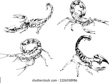 vector drawings sketches different insects bugs Scorpions spiders drawn in ink by hand , objects with no background