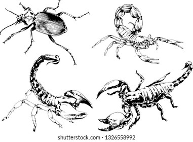 vector drawings sketches different insects bugs Scorpions spiders drawn in ink by hand , objects with no background