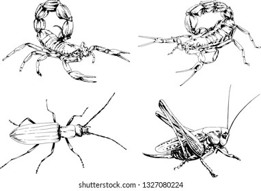 vector drawings sketches different insects bugs Scorpions spiders drawn in ink by hand , objects with no background