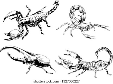 vector drawings sketches different insects bugs Scorpions spiders drawn in ink by hand , objects with no background
