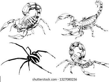 vector drawings sketches different insects bugs Scorpions spiders drawn in ink by hand , objects with no background