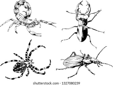 vector drawings sketches different insects bugs Scorpions spiders drawn in ink by hand , objects with no background