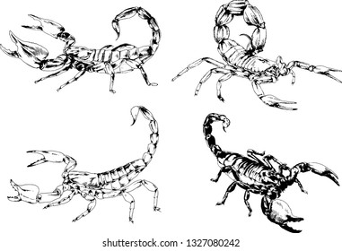vector drawings sketches different insects bugs Scorpions spiders drawn in ink by hand , objects with no background