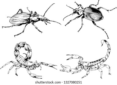 vector drawings sketches different insects bugs Scorpions spiders drawn in ink by hand , objects with no background