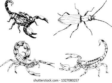 vector drawings sketches different insects bugs Scorpions spiders drawn in ink by hand , objects with no background