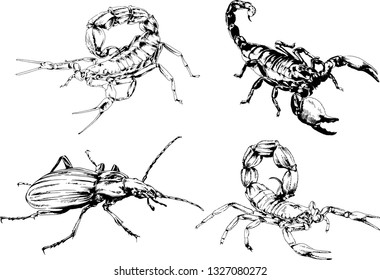 vector drawings sketches different insects bugs Scorpions spiders drawn in ink by hand , objects with no background
