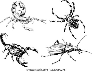 vector drawings sketches different insects bugs Scorpions spiders drawn in ink by hand , objects with no background