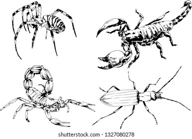 vector drawings sketches different insects bugs Scorpions spiders drawn in ink by hand , objects with no background