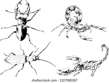 vector drawings sketches different insects bugs Scorpions spiders drawn in ink by hand , objects with no background