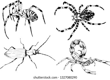 vector drawings sketches different insects bugs Scorpions spiders drawn in ink by hand , objects with no background
