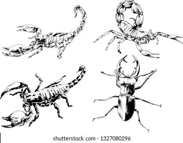 vector drawings sketches different insects bugs Scorpions spiders drawn in ink by hand , objects with no background