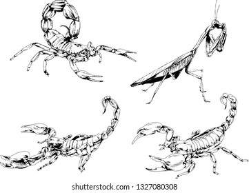 vector drawings sketches different insects bugs Scorpions spiders drawn in ink by hand , objects with no background