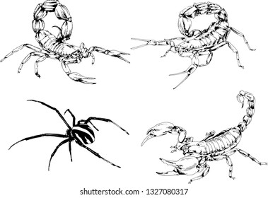 vector drawings sketches different insects bugs Scorpions spiders drawn in ink by hand , objects with no background