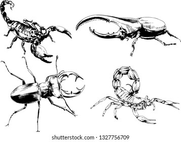 vector drawings sketches different insects bugs Scorpions spiders drawn in ink by hand , objects with no background