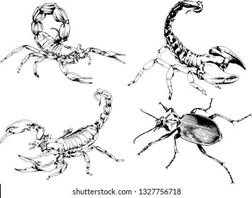 vector drawings sketches different insects bugs Scorpions spiders drawn in ink by hand , objects with no background