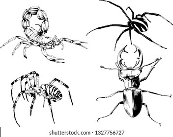 vector drawings sketches different insects bugs Scorpions spiders drawn in ink by hand , objects with no background